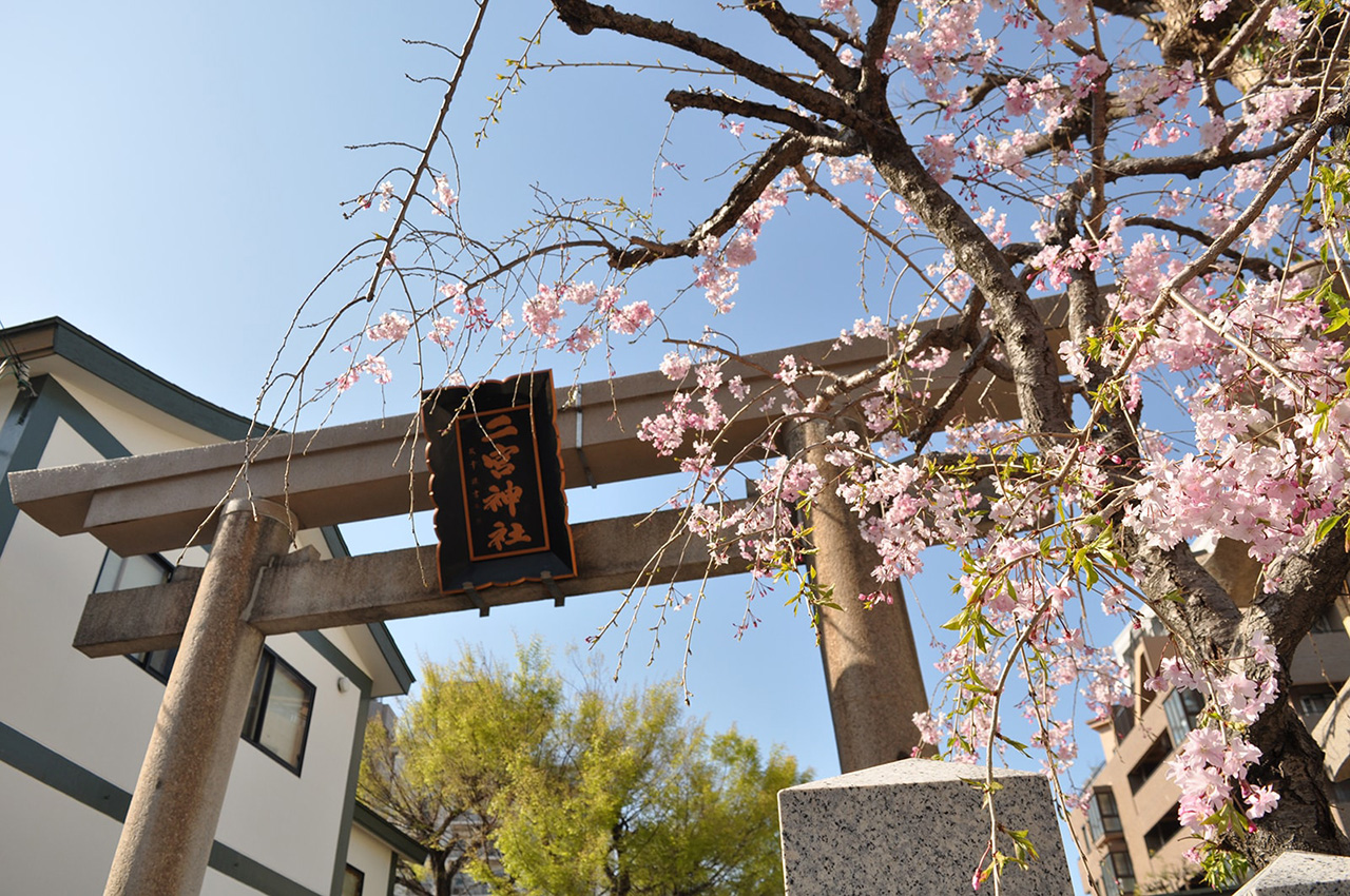 桜は控えめですが逆に神社の雰囲気とピッタリあって、とても絵になります。
