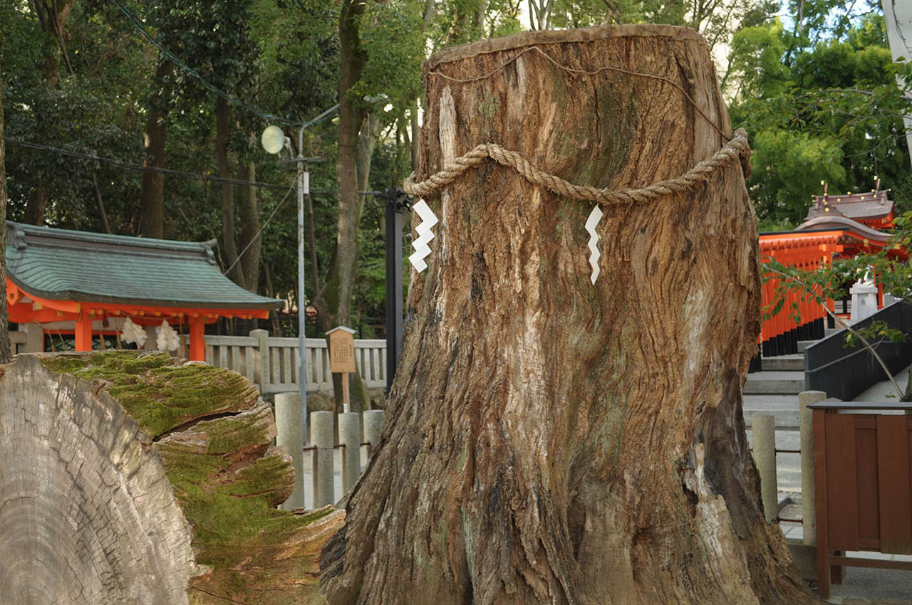 再生と復興の象徴　楠の神木